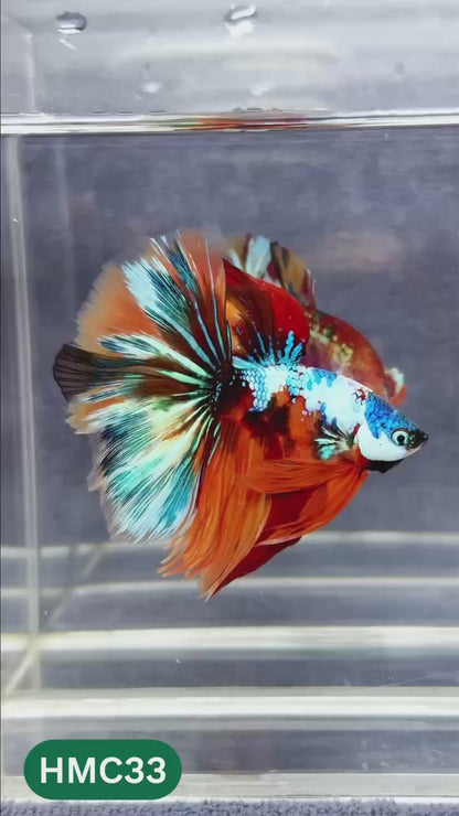 Multicolor Halfmoon Male Betta Fish | Order Directly From Farm | You Pick Fish