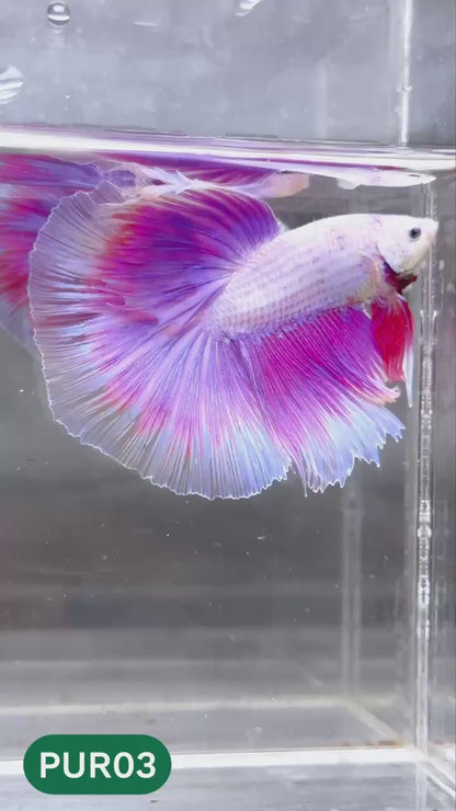 Purple Halfmoon Male Betta Fish | You Pick Fish | Order Directly From Farm