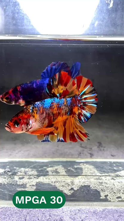 King Giant Plakat Male Betta Fish | You Pick Fish | High Grade