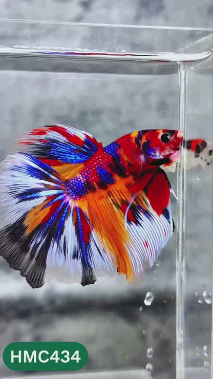 Multicolor Halfmoon Male Betta Fish | High Grade | Order Directly From Farm |  You Pick Fish |