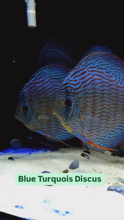 Blue Turquois Discus Fish