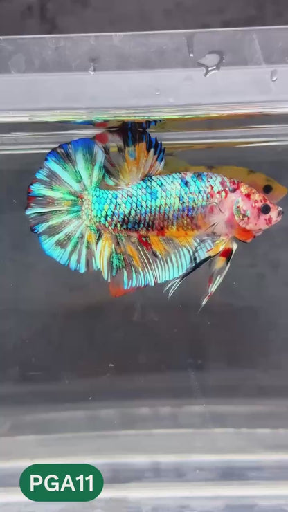 King Giant Plakat Male Betta Fish | You Pick Fish | High Grade