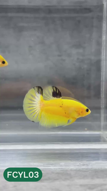 Yellow Fancy Male Betta Fish | Order Directly From Farm | You Pick Fish