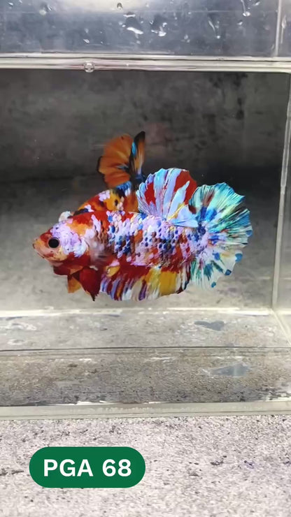 King Giant Plakat Male Betta Fish | You Pick Fish | High Grade