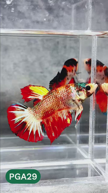 King Giant Plakat Male Betta Fish | You Pick Fish | High Grade