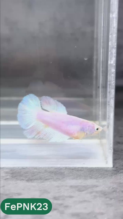 Pink Halfmoon Female Betta Fish | You Pick Fish | Rare Color