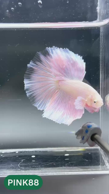 Pink Halfmoon Male Betta Fish | You Pick Fish | Order Directly From Farm