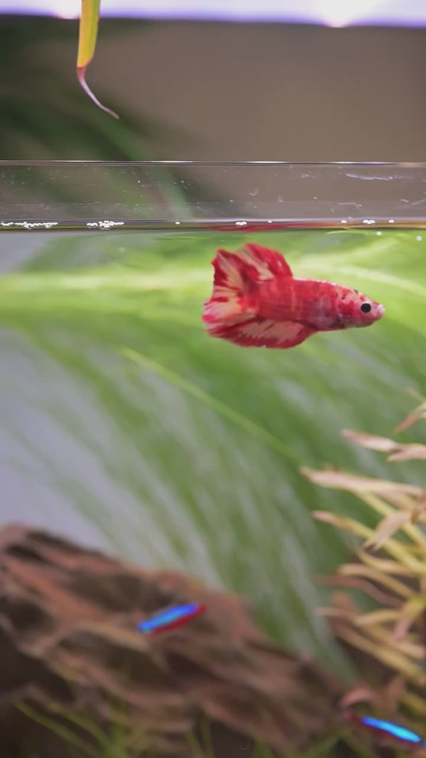 Koi Nemo Fire Plakat Male Betta Fish — Swimming Video