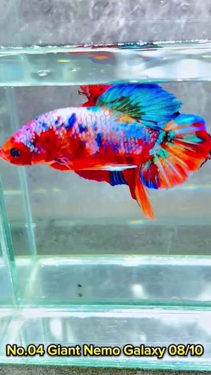 King Giant Plakat Male Betta Fish | You Pick Fish | High Grade