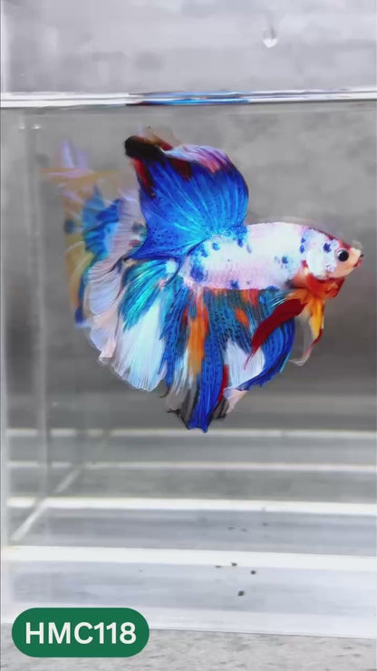 Multicolor Halfmoon Male Betta Fish | High Grade | Order Directly From Farm |  You Pick Fish |