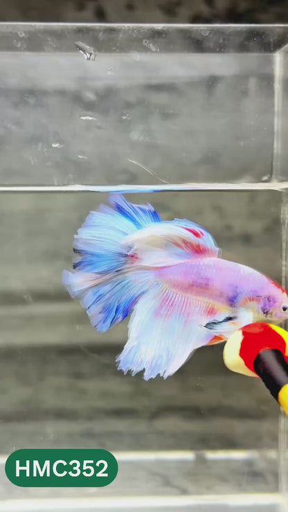 Multicolor Halfmoon Male Betta Fish | High Grade | Order Directly From Farm |  You Pick Fish |