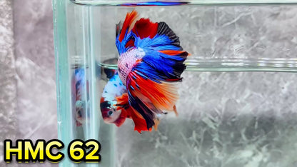 Multicolor Halfmoon Male Betta Fish | High Grade | Order Directly From Farm|  You Pick Fish |