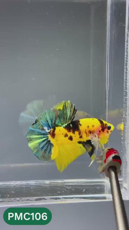 Multicolor Plakat Male Betta Fish |Show Grade|  You Pick Fish