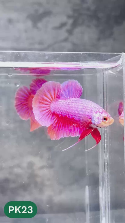 Pink Plakat Male Betta Fish | You Pick Fish | Rare Color