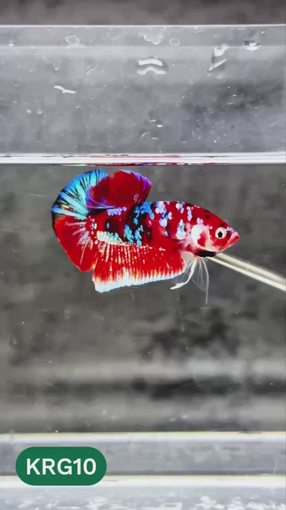Koi Red Gold Galaxy Plakat Male Betta Fish | You Pick Fish
