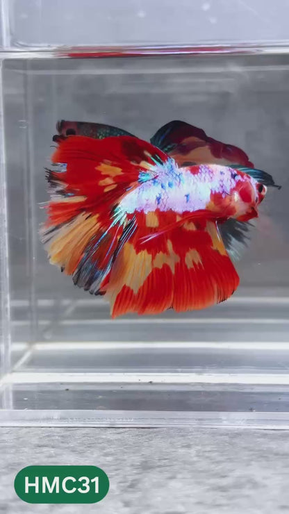 Multicolor Halfmoon Male Betta Fish | High Grade | Order Directly From Farm |  You Pick Fish |
