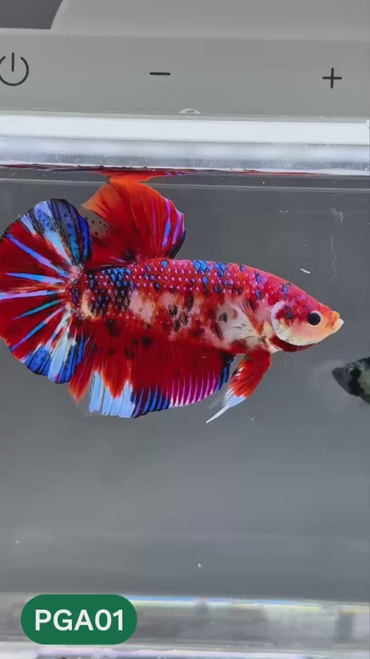 King Giant Plakat Male Betta Fish | You Pick Fish | High Grade