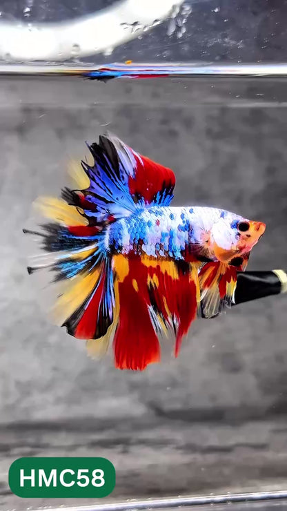 Multicolor Halfmoon Male Betta Fish | Order Directly From Farm | You Pick Fish