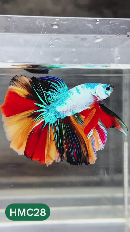 Nemo Halfmoon Male Betta Fish | Order Directly From Farm | You Pick Fish