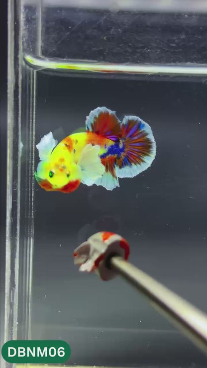 Dumbo Neno Neon Plakat Male Betta Fish | Neon Betta | You Pick Fish