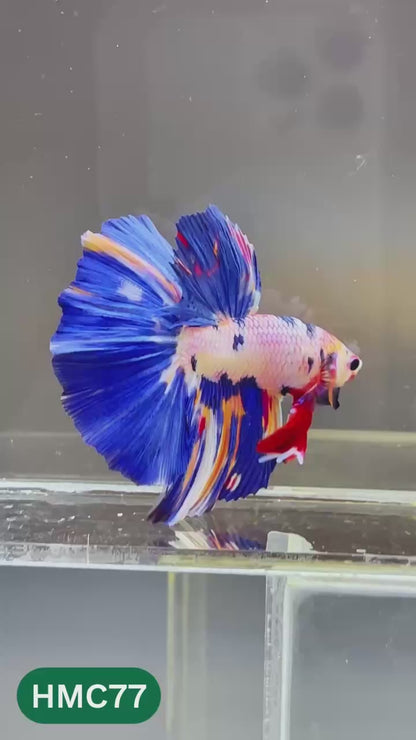 Multicolor Halfmoon Male Betta Fish | High Grade | Order Directly From Farm |  You Pick Fish |