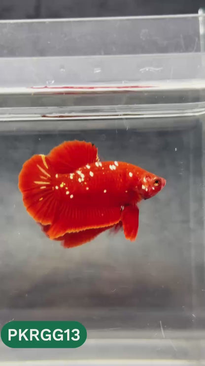 Golden Star Dust Galaxy Plakat Male Betta Fish | Super Rare | You Pick Fish