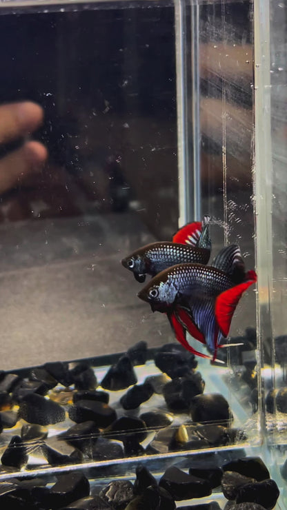 Wild Gray Imbellis Red Tail Male Betta Fish
