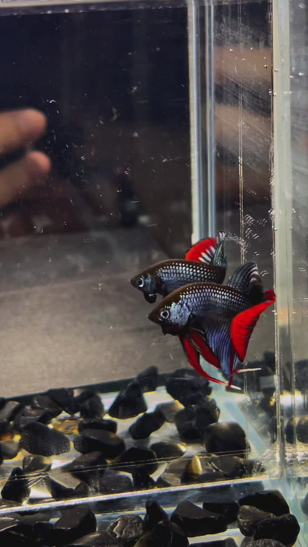 Wild Gray Imbellis Red Tail Male Betta Fish — Swimming Video