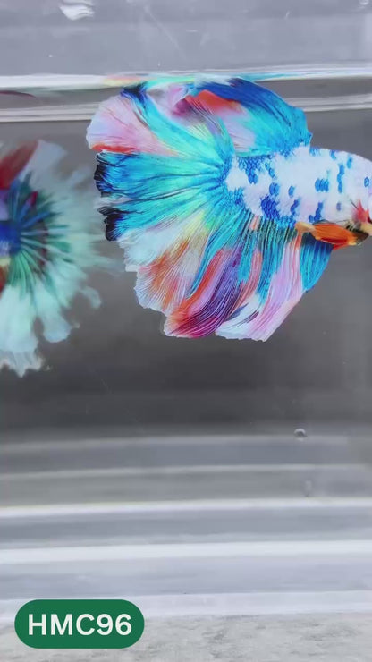 Multicolor Halfmoon Male Betta Fish | Order Directly From Farm | You Pick Fish