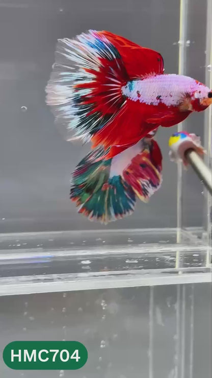 Multicolor Halfmoon Male Betta Fish | High Grade | Order Directly From Farm |  You Pick Fish |