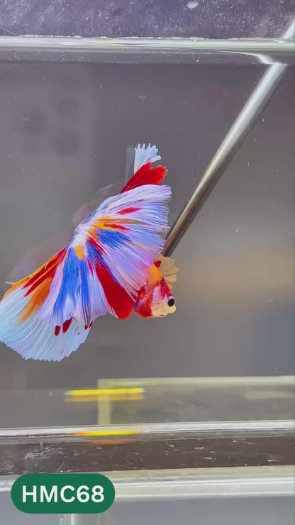 Multicolor Halfmoon Male Betta Fish | High Grade | Order Directly From Farm |  You Pick Fish |