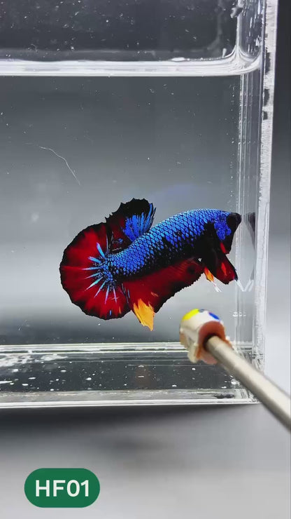 Dark Flame Hellfire Plakat Male Betta Fish | You Pick Fish | Exotic Betta