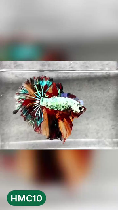 Multicolor Halfmoon Male Betta Fish | High Grade | Order Directly From Farm |  You Pick Fish |