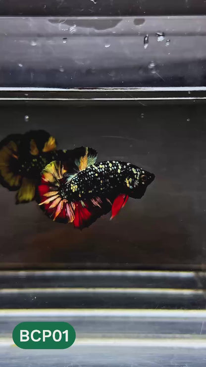 Black Panther Plakat Male Betta Fish | You Pick Fish | Rare Betta
