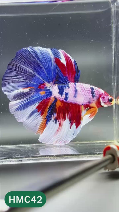 Multicolor Halfmoon Male Betta Fish | High Grade | Order Directly From Farm |  You Pick Fish |