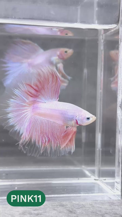 Pink Halfmoon Male Betta Fish | You Pick Fish | Order Directly From Farm