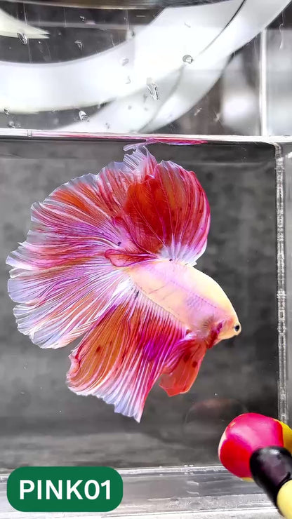 Pink Halfmoon Male Betta Fish | You Pick Fish | Order Directly From Farm