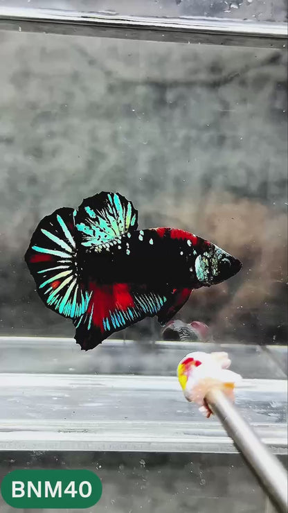 Dark Flame Hellfire Plakat Male Betta Fish | You Pick Fish | Rare Betta