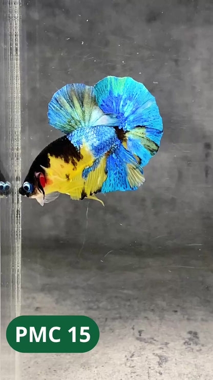 Multicolor Plakat Male Betta Fish |Show Grade|  You Pick Fish
