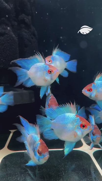 Electric Blue Balloon Ram Cichlid