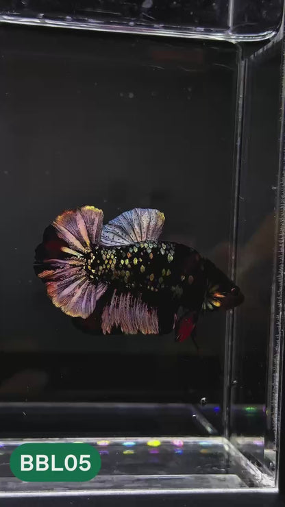 Black Panther Plakat Male Betta Fish | You Pick Fish | Rare Betta
