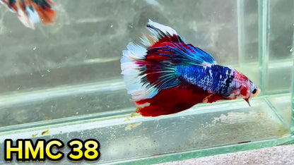 Multicolor Halfmoon Male Betta Fish | High Grade | Order Directly From Farm|  You Pick Fish |