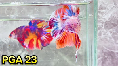 King Giant Plakat Male Betta Fish | You Pick Fish | High Grade