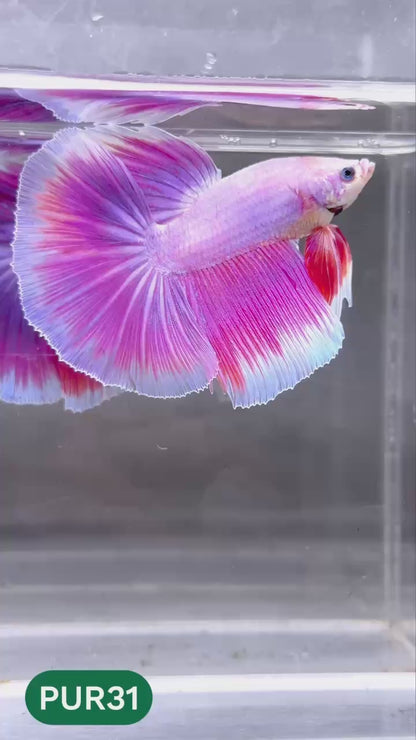 Purple Halfmoon Male Betta Fish | You Pick Fish | Order Directly From Farm