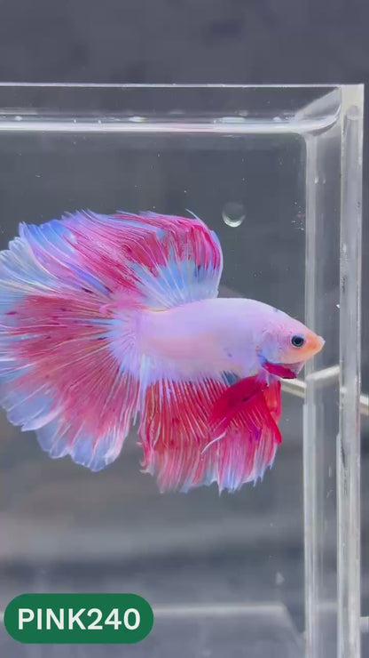 Pink Halfmoon Male Betta Fish | You Pick Fish | Order Directly From Farm