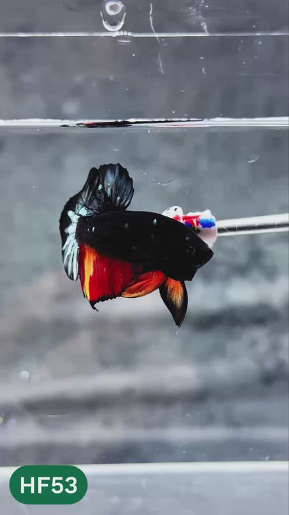 Dark Flame Hellfire Plakat Male Betta Fish | You Pick Fish | Exotic Betta