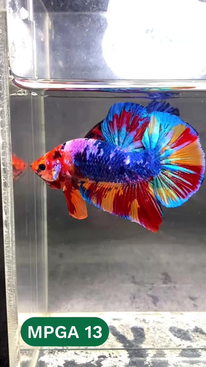 King Giant Plakat Male Betta Fish | You Pick Fish | High Grade