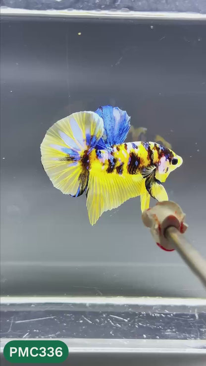 Multicolor Plakat Male Betta Fish | Show Grade |  You Pick Fish