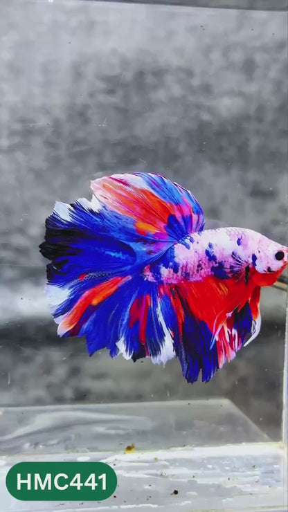Multicolor Halfmoon Male Betta Fish | High Grade | Order Directly From Farm |  You Pick Fish |
