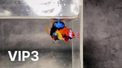 Multicolor Plakat Male Betta Fish |Show Grade|  You Pick Fish